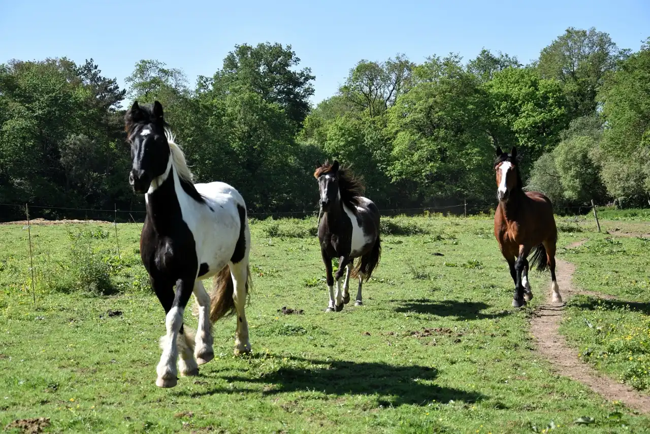 Nouvelle photo à coté titre autres activité Large